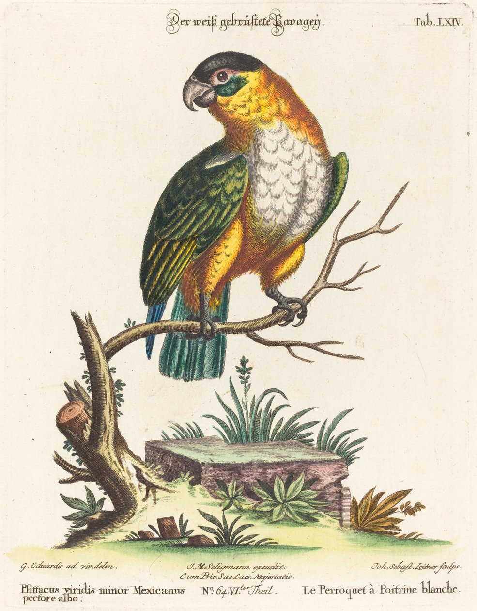 Psittacus viridis minor Mexicanus da Johann Sebastian Leitner after George Edwards