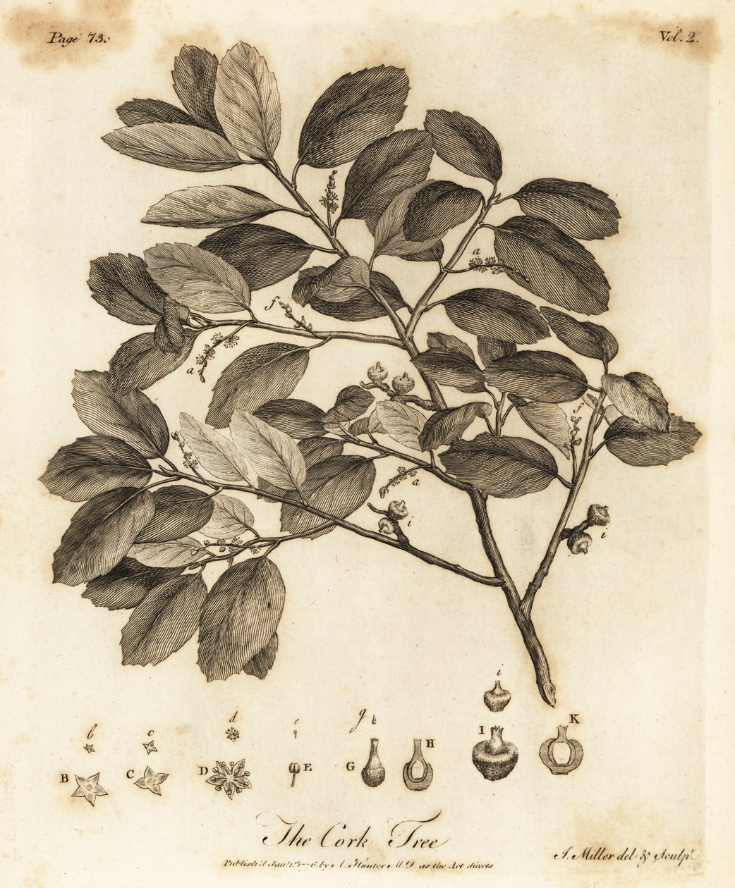 Sughero, Quercus suber da Johann Sebastien Muller