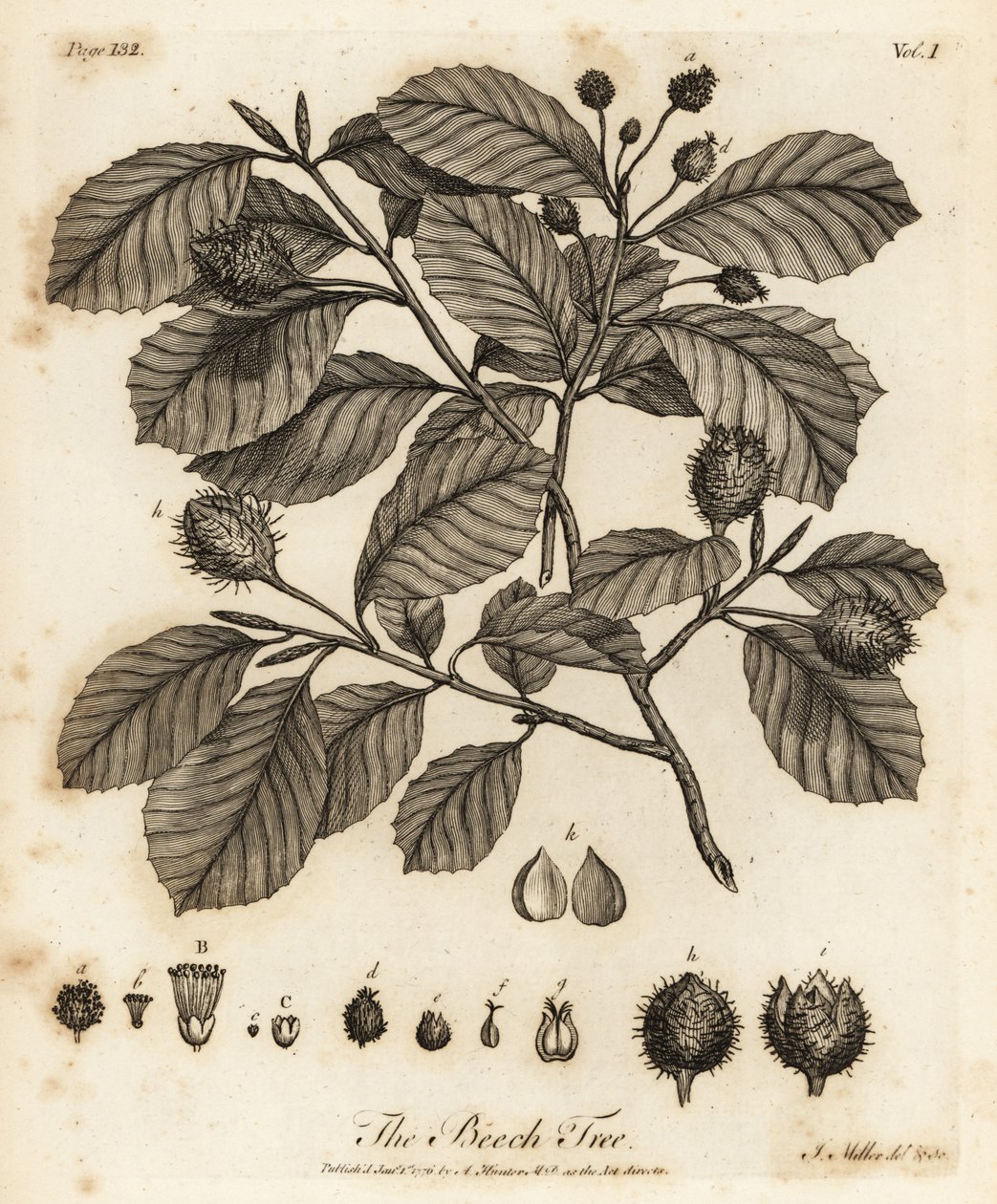 Faggio europeo o faggio comune, Fagus sylvatica da Johann Sebastien Muller