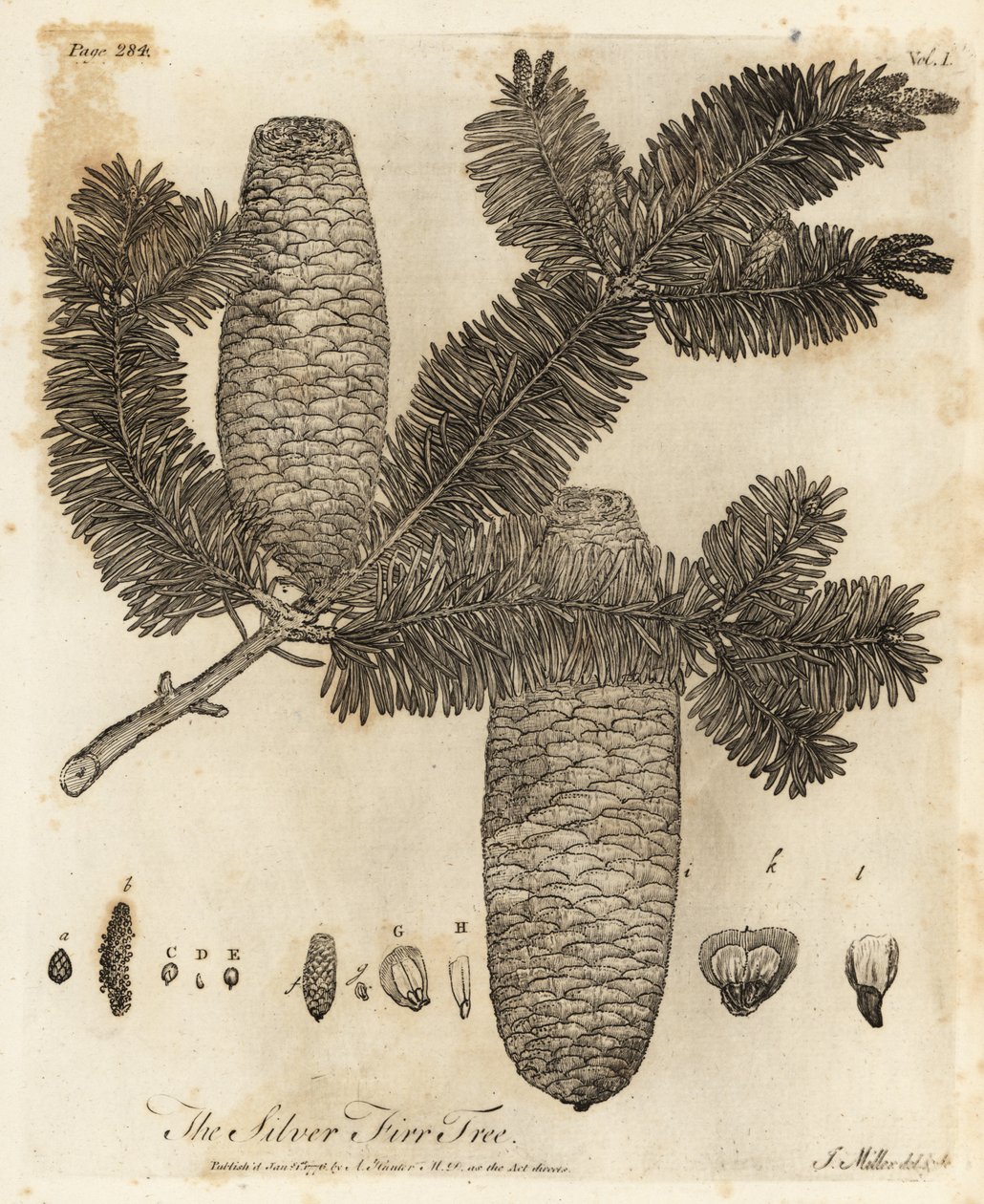 Abete bianco europeo, Abies alba da Johann Sebastien Muller
