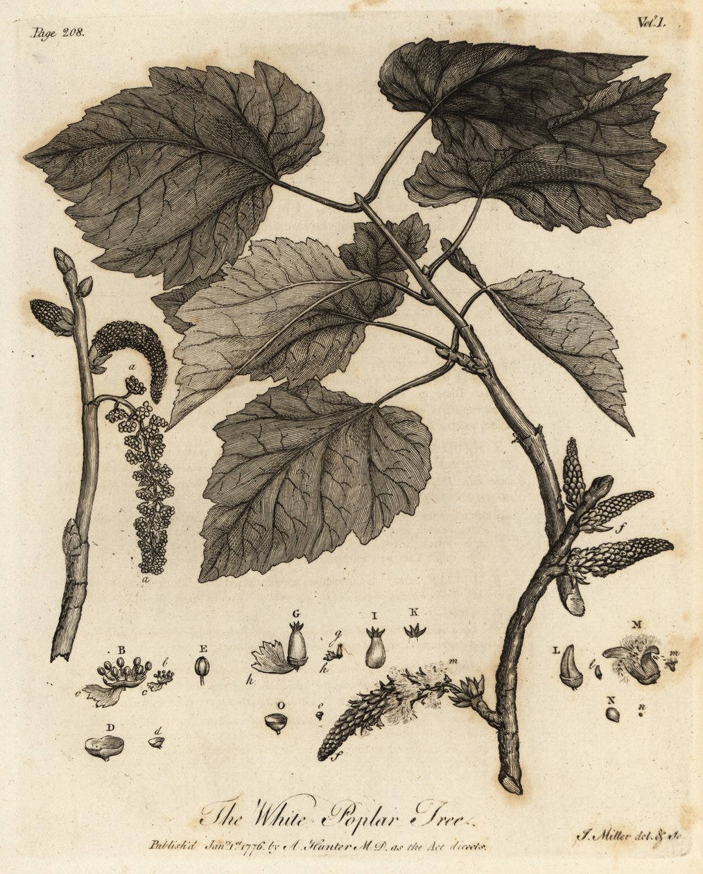Pioppo bianco, Populus alba da Johann Sebastien Muller