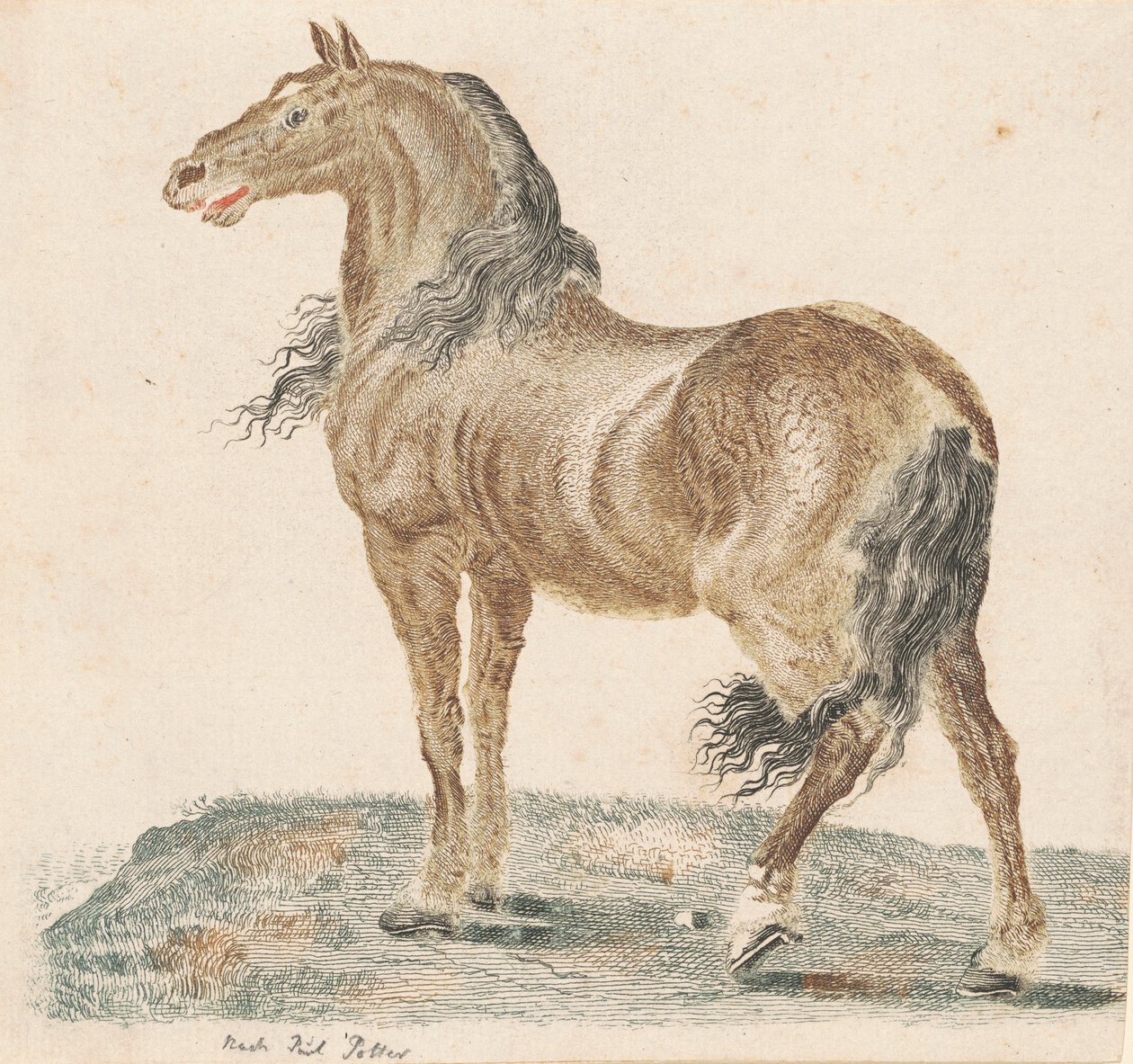 Il cavallo nitrito, 1690s da Johann Teyler