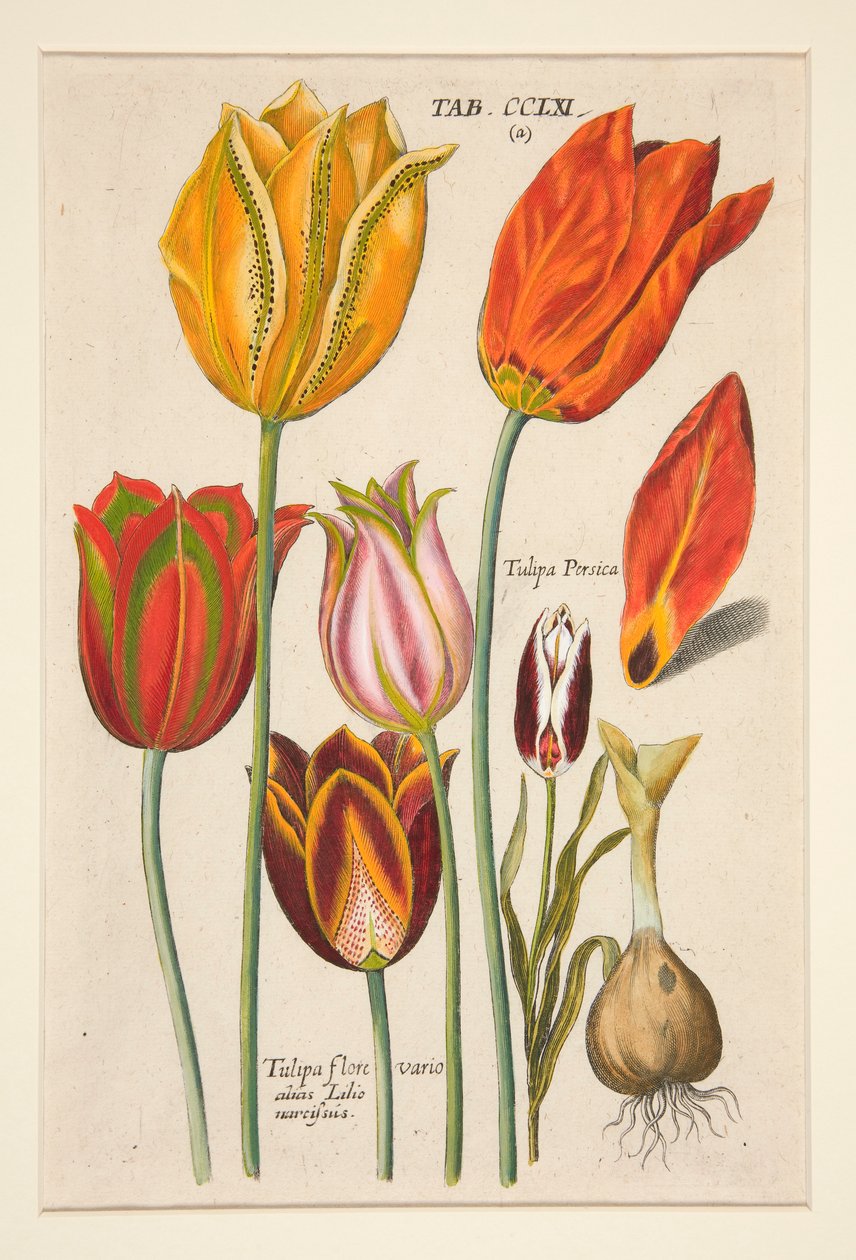 Florilegium novum, hoc est Variorum Maximeque Radiorum Florum ac Plantorum (Piatto di Fiori); (Tulipani); da una serie di 81 piatti da Johann Theodor de Bry