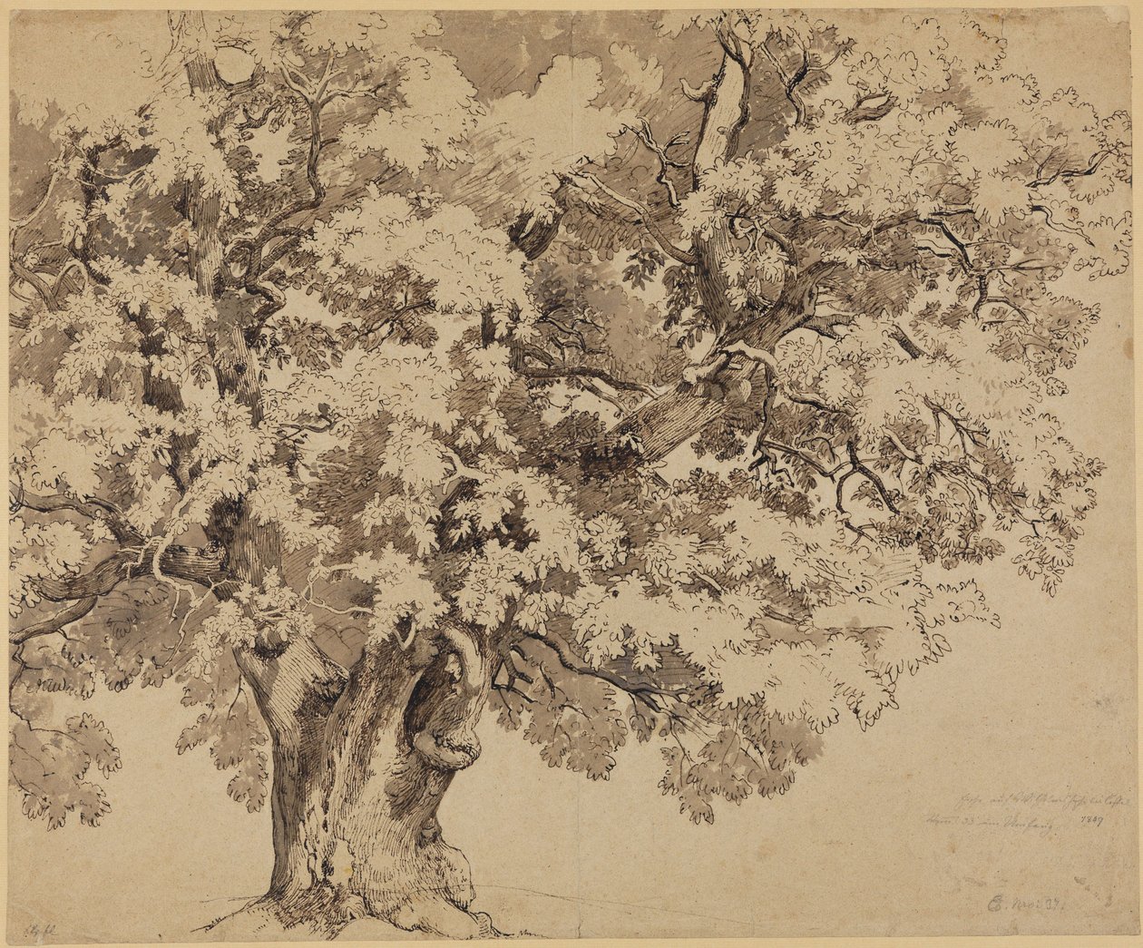 Quercia sulla Wilhelmshöhe presso Kassel da Johann Wilhelm Schirmer