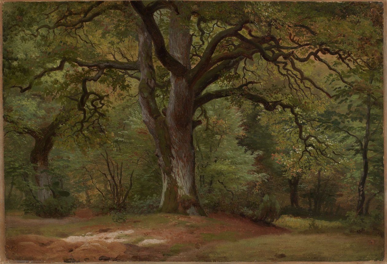 Bosco di querce nel Solling da Johann Wilhelm Schirmer
