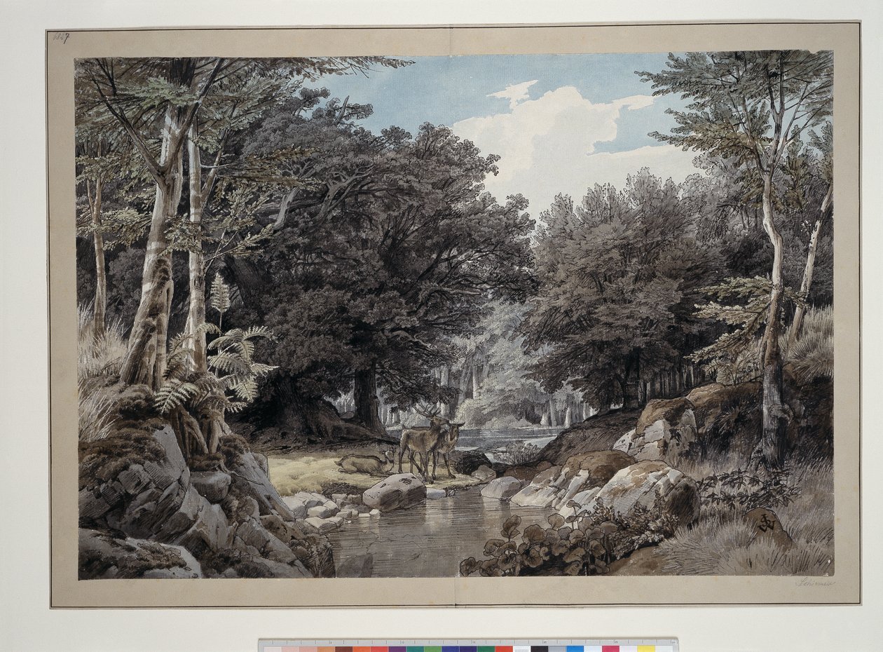 Interno di foresta con cervi presso l