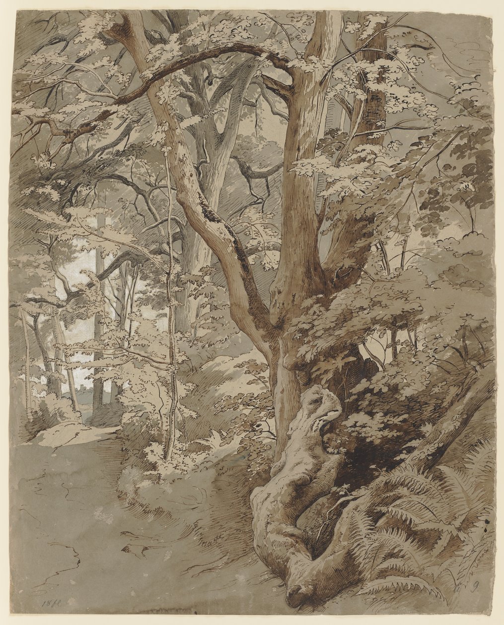 Scena boschiva con una quercia e felci da Johann Wilhelm Schirmer