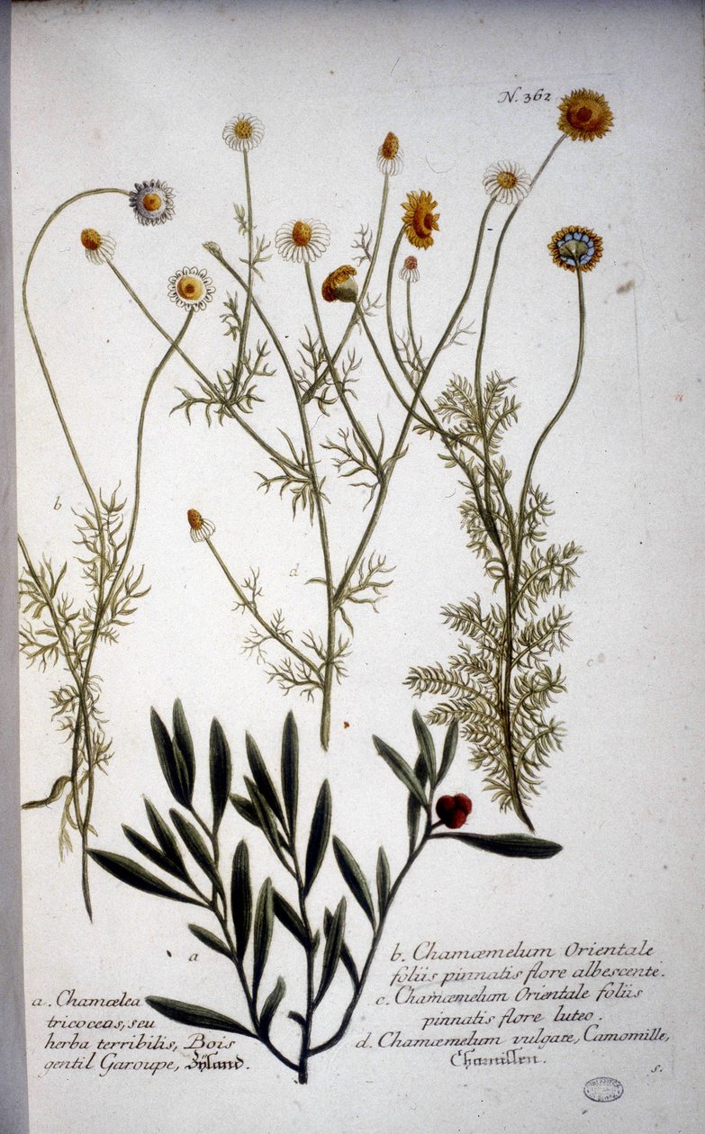 Diverse specie di Chamaemelum (camomilla) - In "Herbarium" di J.W.Weinmann del 1737 da Johann Wilhelm Weinman