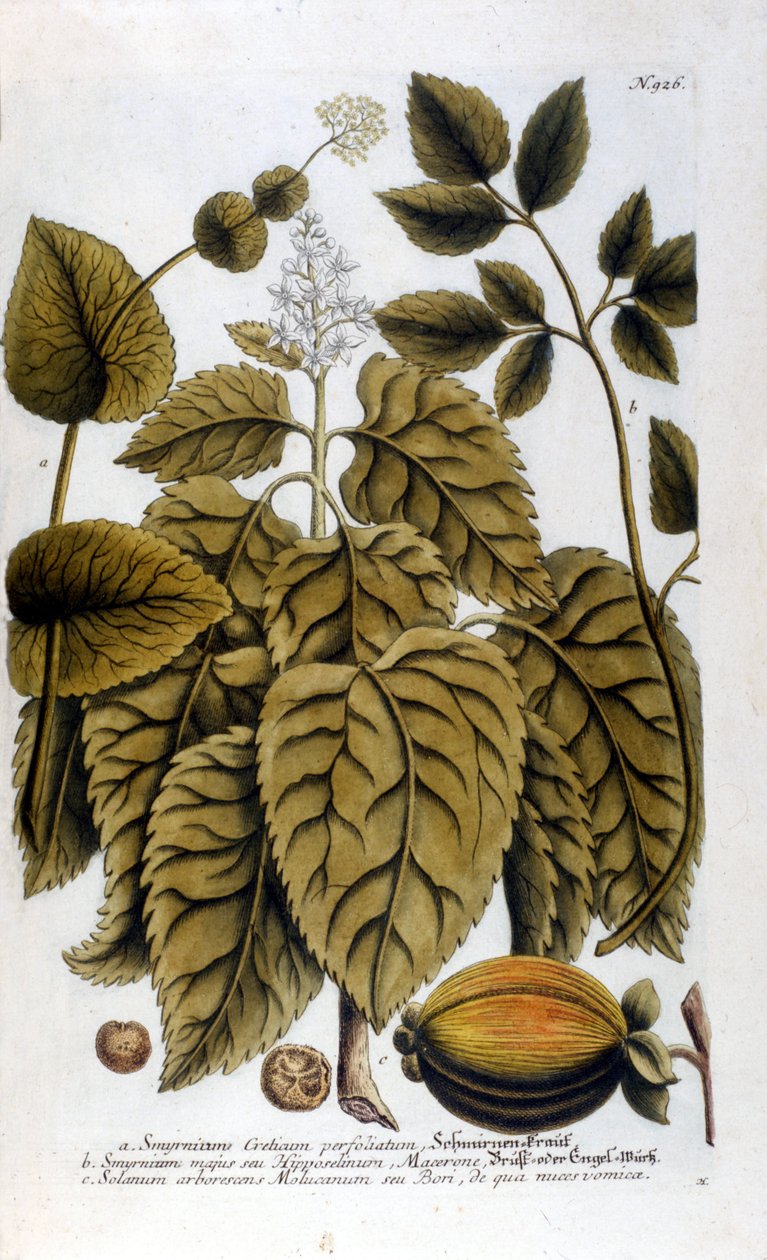 Smyrnium Cretium perfoliatum - Maceron di Creta o Maceron perfolia. Tavola tratta dall
