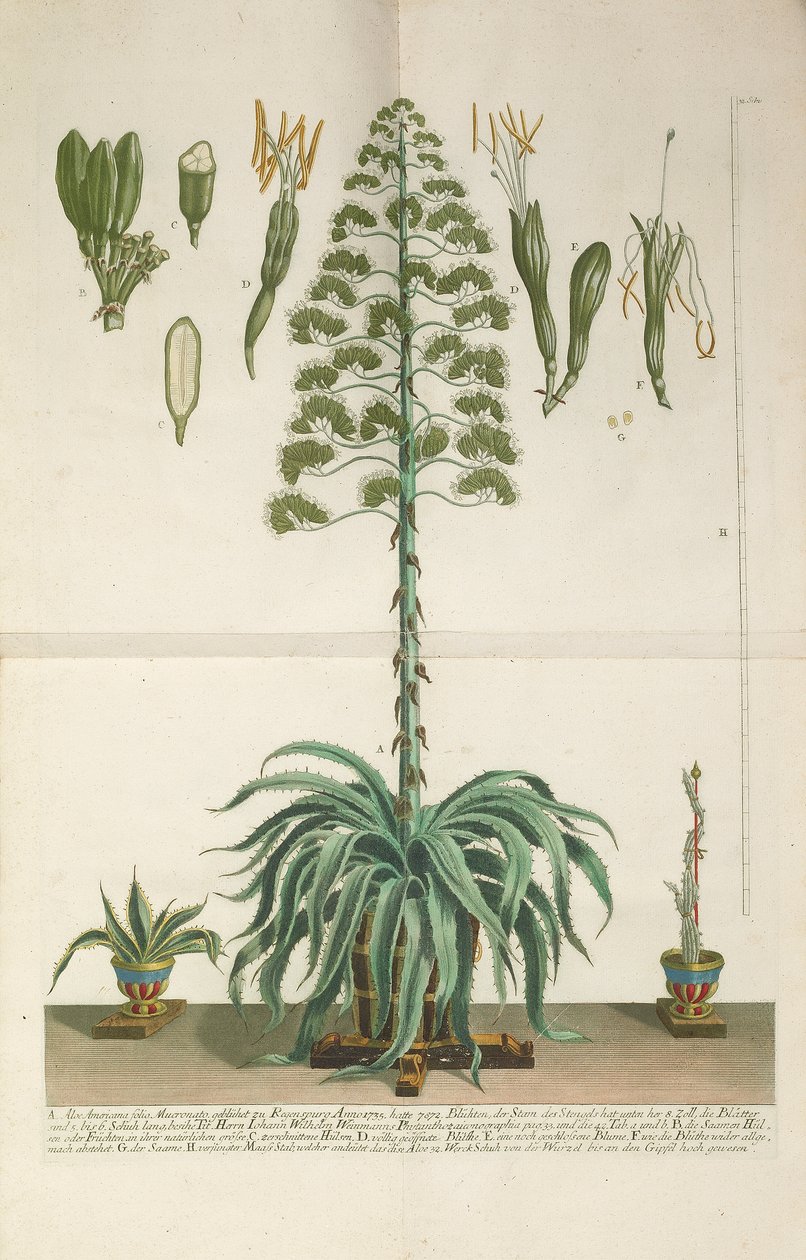 Piastra incisa e mezzotinta di Aloe Americana folio Mucronato da Johann Wilhelm Weinmann