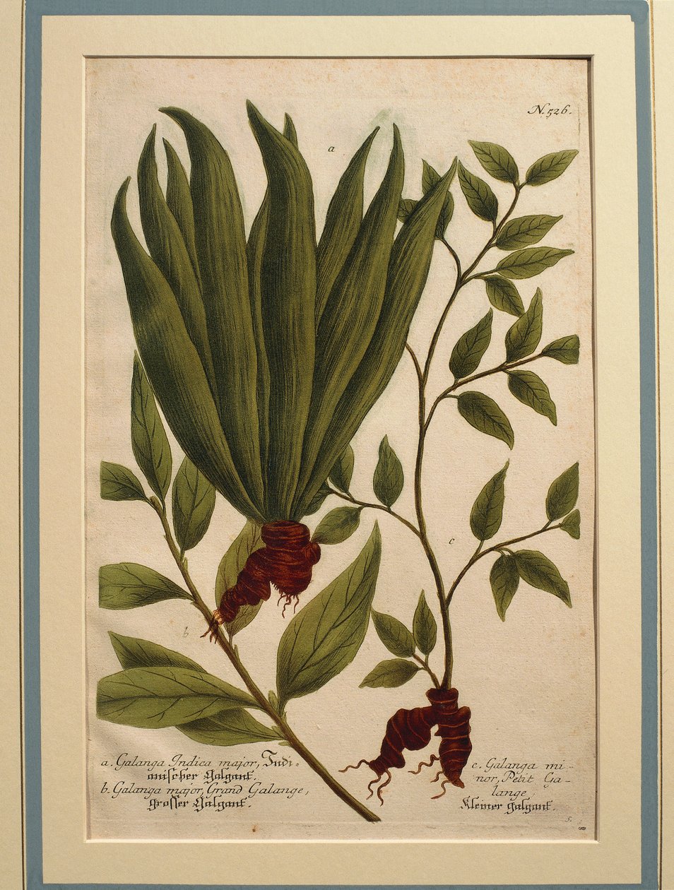 Galanga Maggiore (Alpinia galanga), Galanga Indica maggiore e Galanga maggiore, incisione colorata da Johann Wilhelm Weinmann
