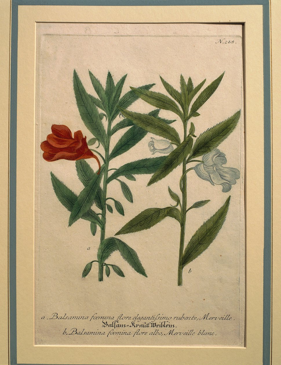 Impatiens, incisione colorata da Johann Wilhelm Weinmann