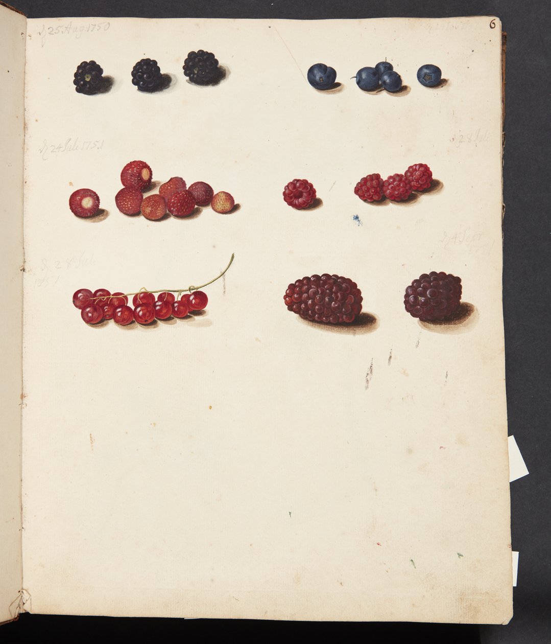 Studio di vari frutti di bosco da Johanna Fosie
