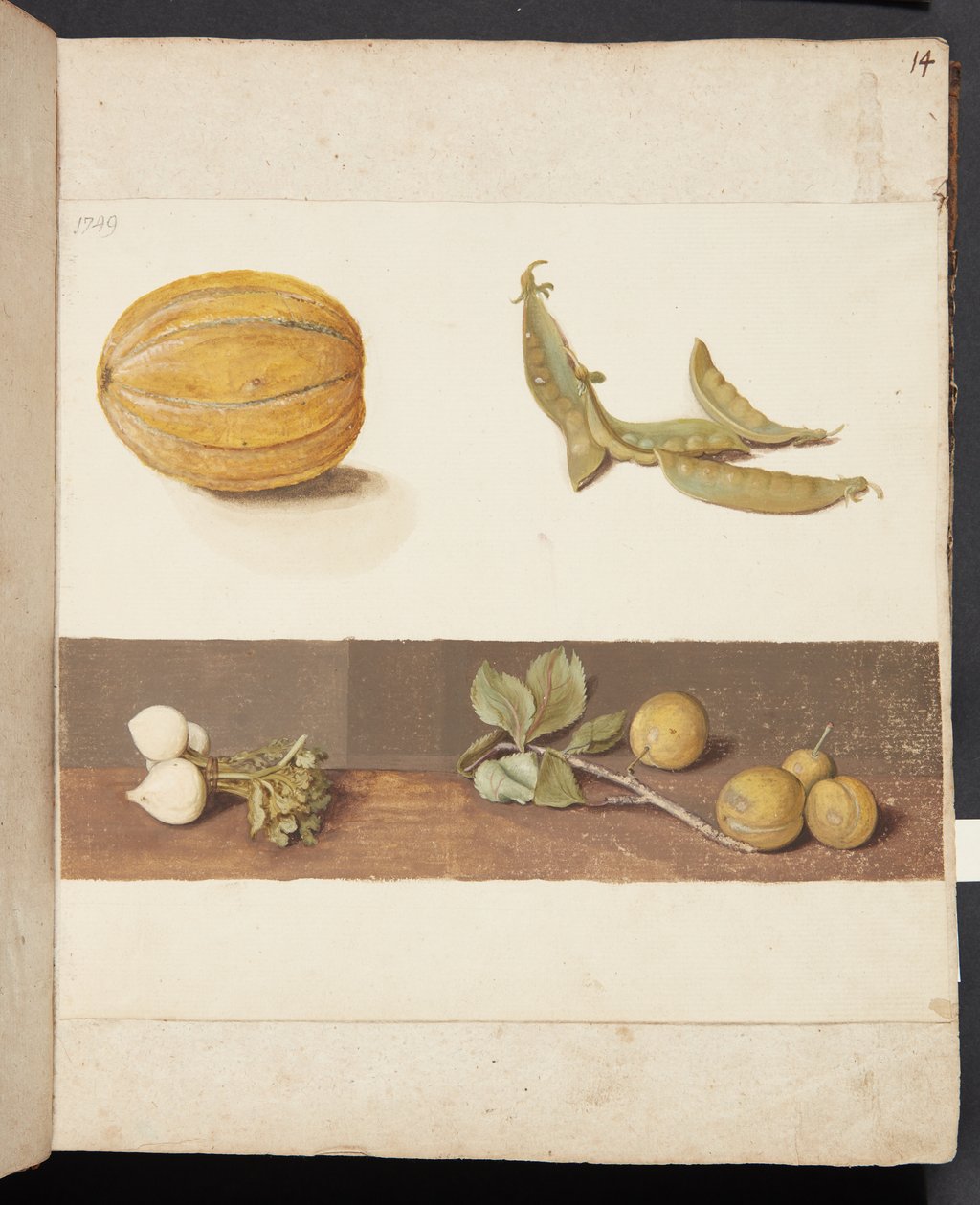 Studio di frutta e verdura da Johanna Fosie