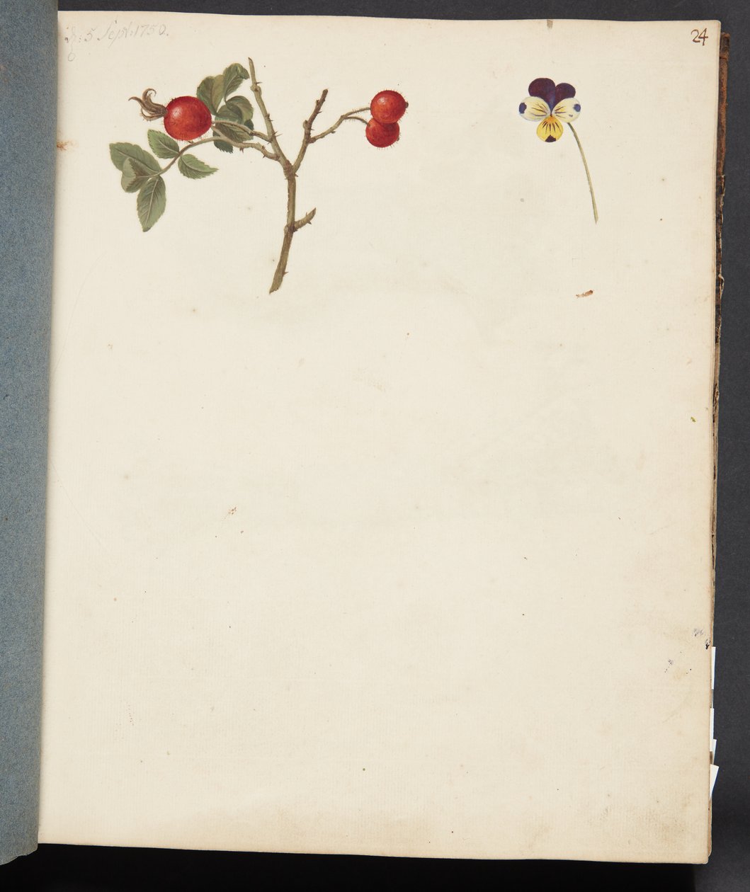 Studio di Rosa Canina e Viola del Pensiero da Johanna Fosie