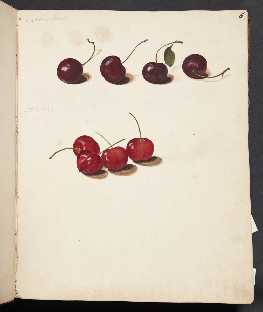 Studio di ciliegie da Johanna Fosie