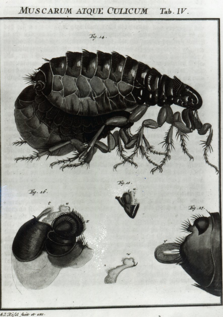 Tavola IV di mosche e pulci da August Johann Rösel von Rosenhof