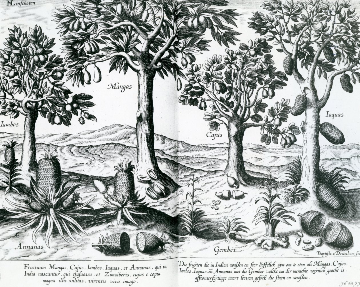 Alberi da frutto tropicali da Johannes Baptista van Doetechum the Younger