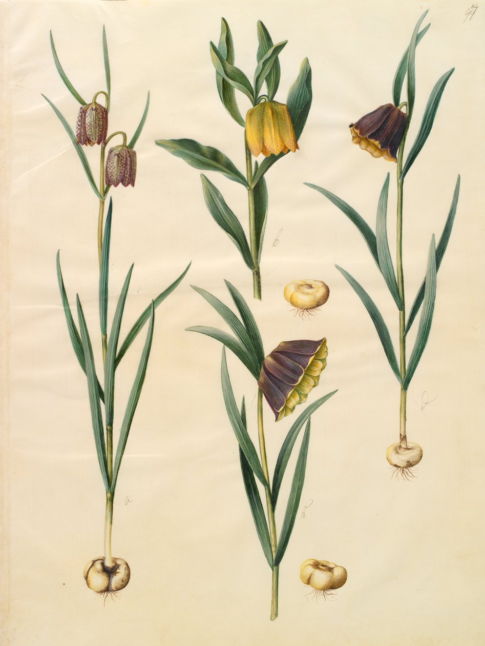 Fritillaria meleagris da Johannes Simon Holtzbecher