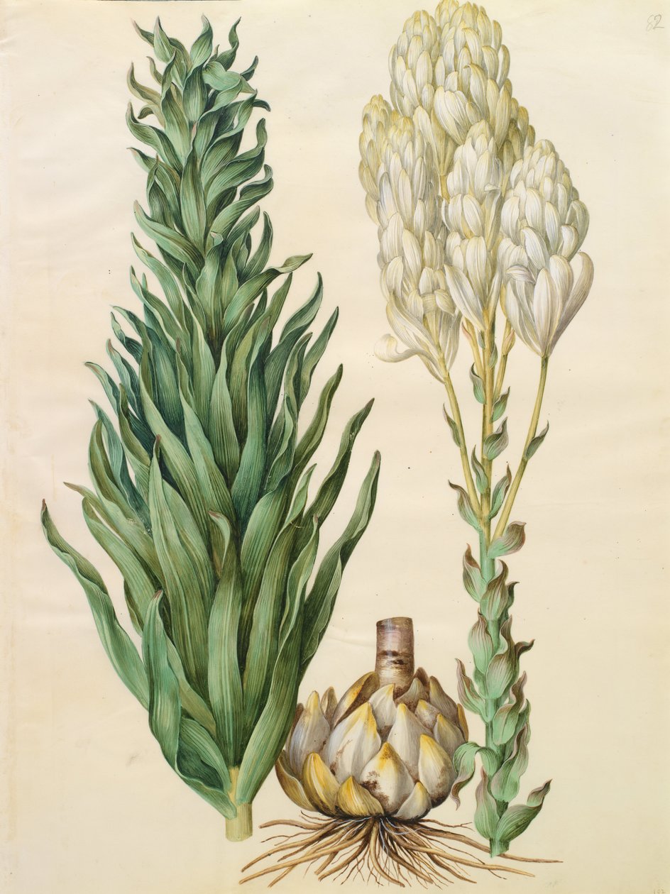 Lilium candidum monstrosum da Johannes Simon Holtzbecher