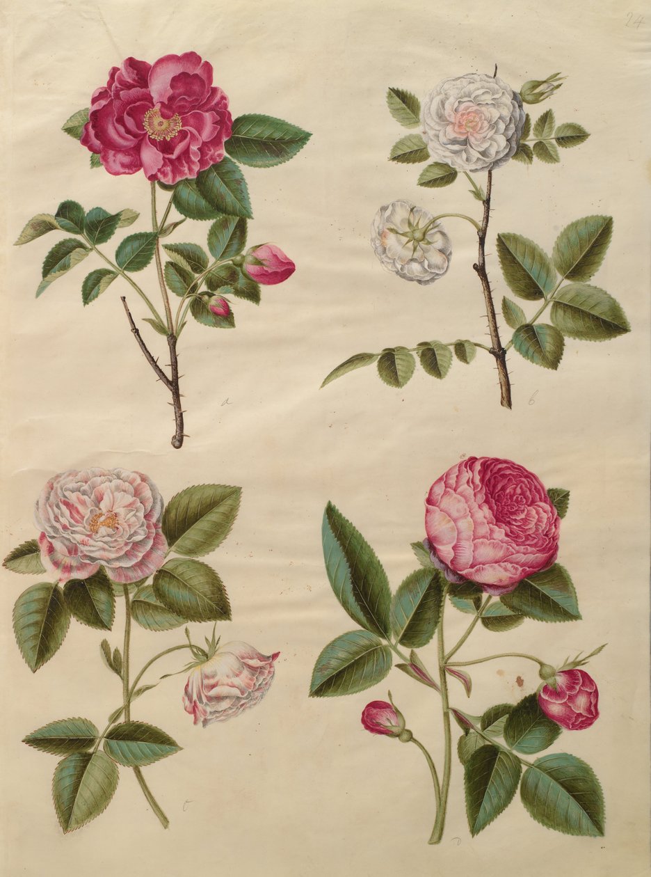 Rosa gallica da Johannes Simon Holtzbecher
