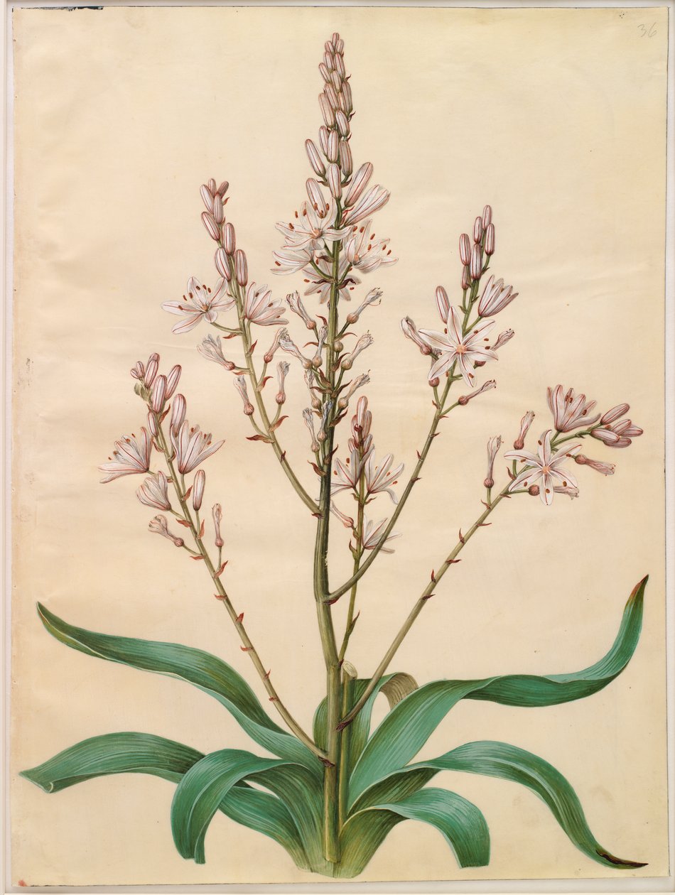 Asphodelus ramosus da Johannes Simon Holtzbecker