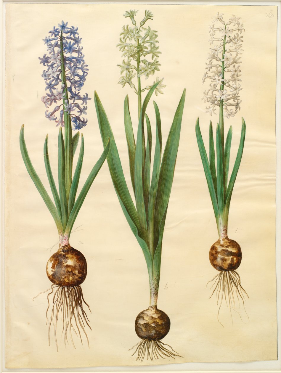 Hyacinthoides orientalis simp et pl da Johannes Simon Holtzbecker
