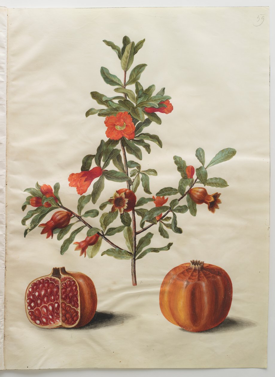 Punica granatum da Johannes Simon Holtzbecker