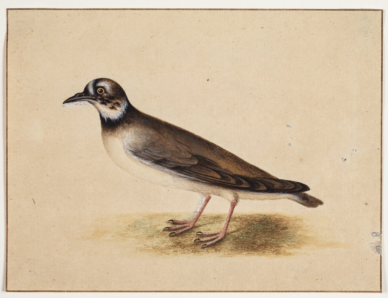 Uccello da Johannes Bronckhorst