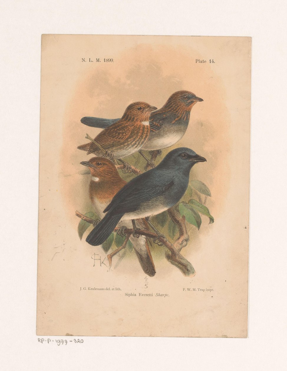 Quattro uccelli su un ramo da Johannes Gerardus Keulemans