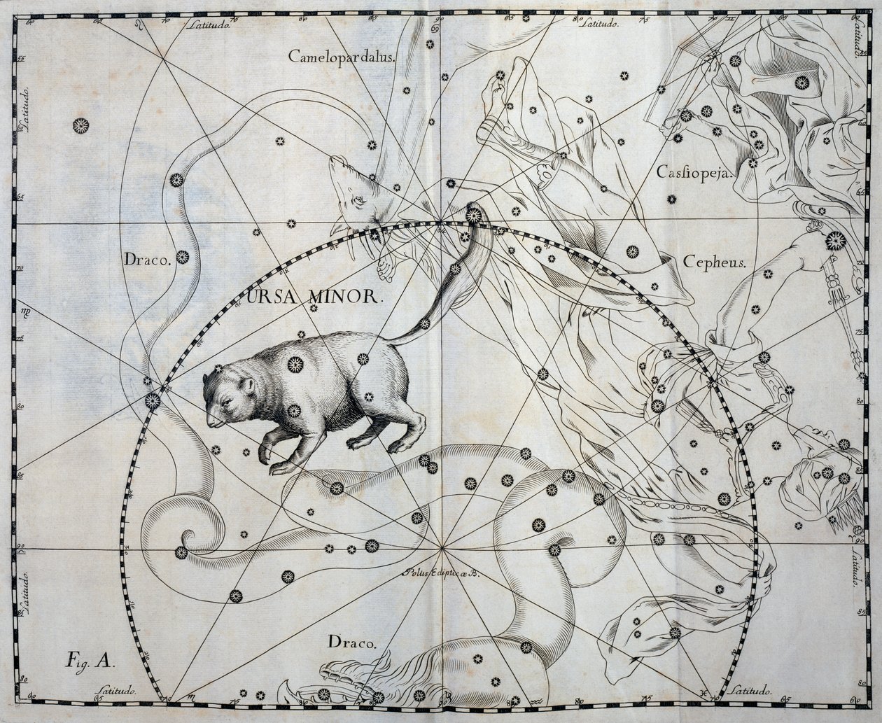 Orsa Minore, costellazione boreale dell