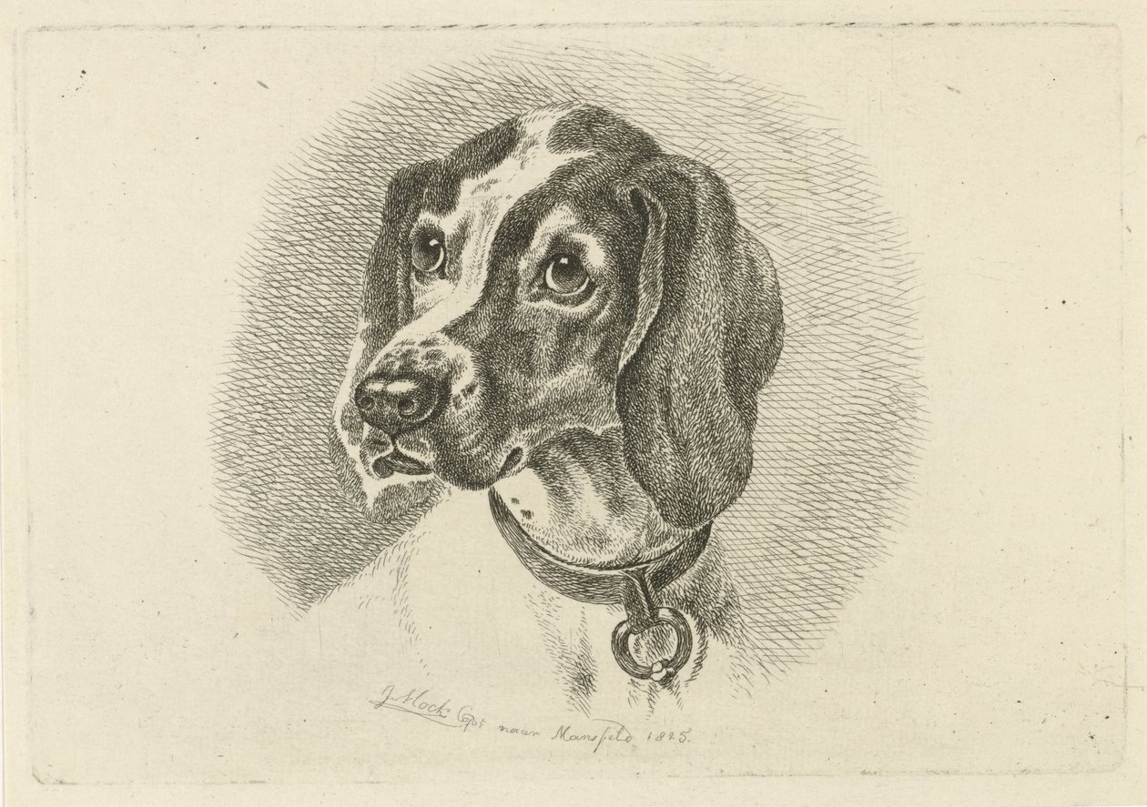 Testa di cane con collare con anello da Johannes Mock