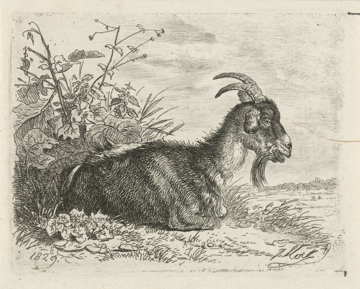Capra sdraiata da Johannes Mock
