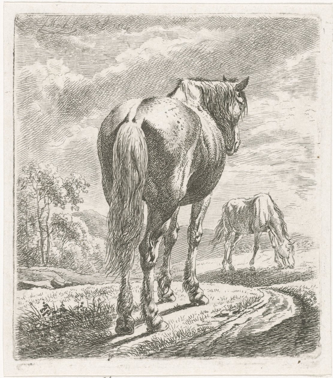 Cavallo visto da dietro da Johannes Mock