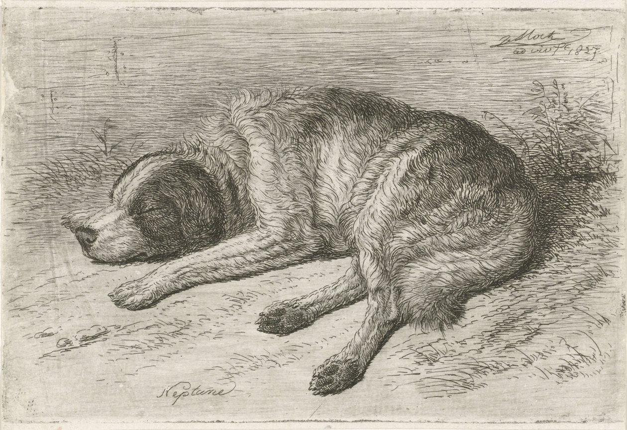 Cane che dorme verso sinistra da Johannes Mock