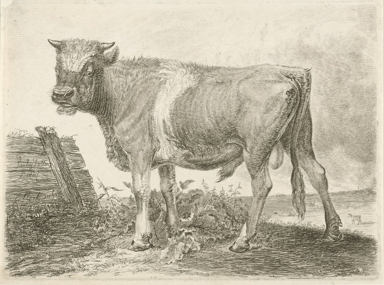 Toro da Johannes Mock