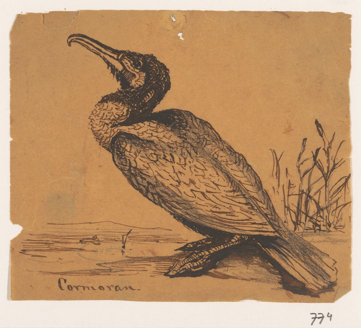 Cormorano da Johannes Tavenraat