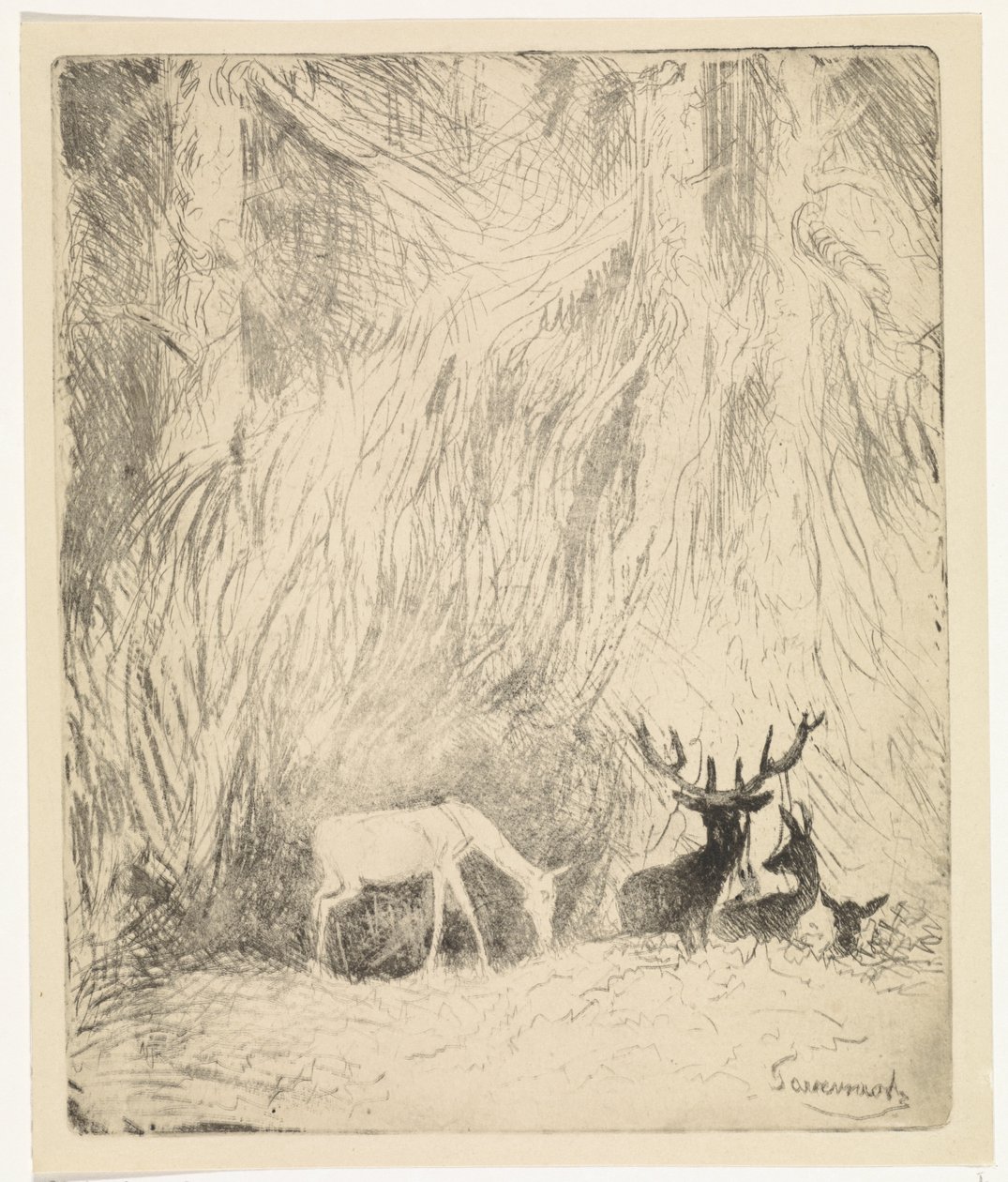 Cervi in una foresta boema da Johannes Tavenraat