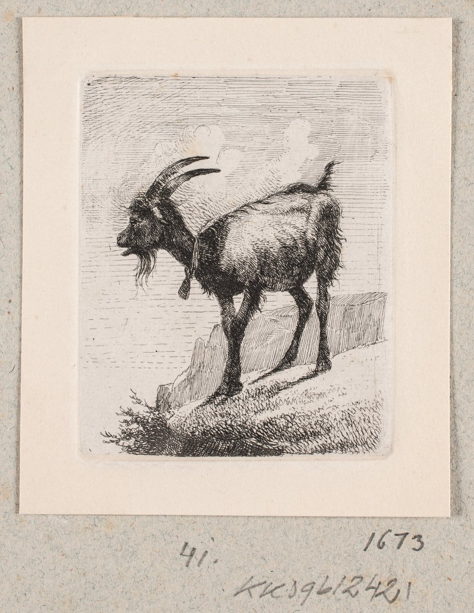 Una capra con campana da Johannes Wilhelm Zillen