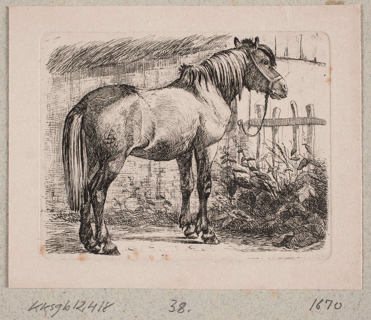 Un cavallo con briglia da Johannes Wilhelm Zillen