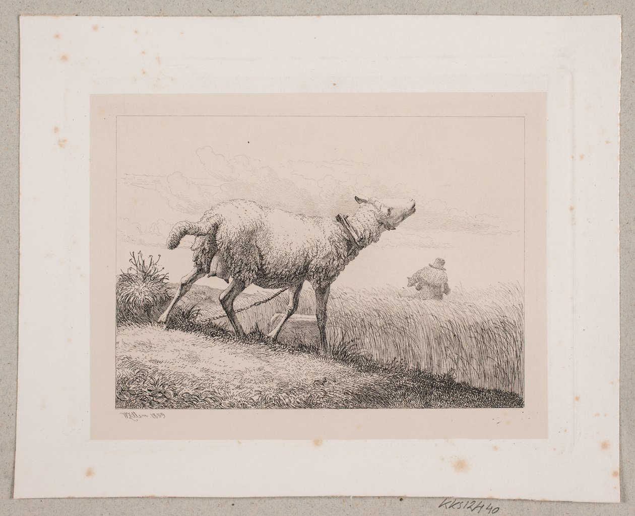Una pecora che bela da Johannes Wilhelm Zillen
