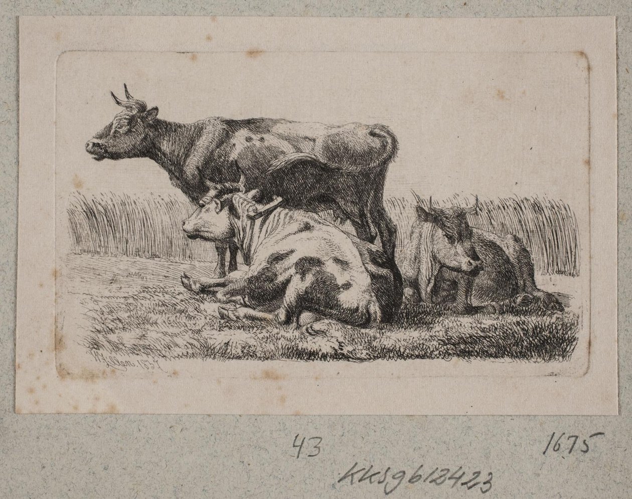 Tre mucche da Johannes Wilhelm Zillen