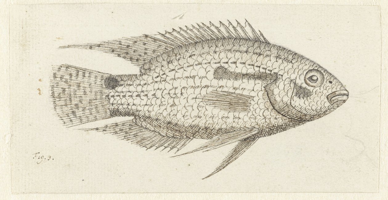 Pesce tropicale Chromis epse da Johannes le Francq van Berkhey