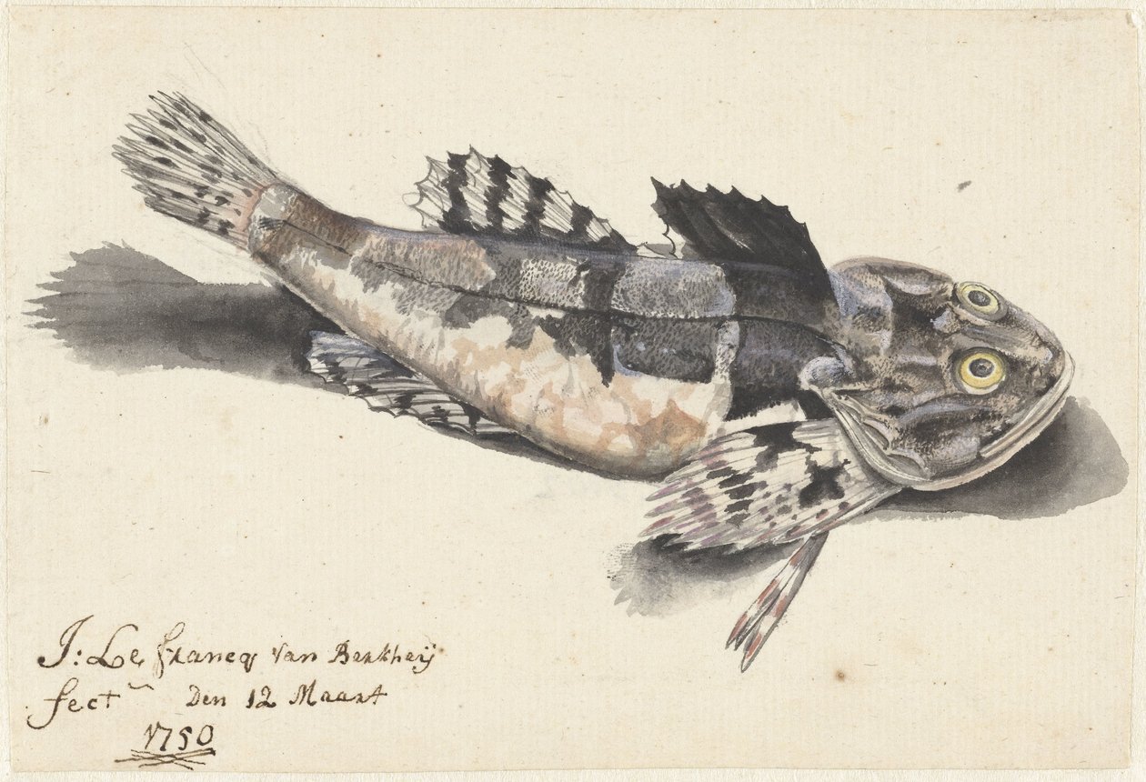 Pesce scorpione da Johannes le Francq van Berkhey