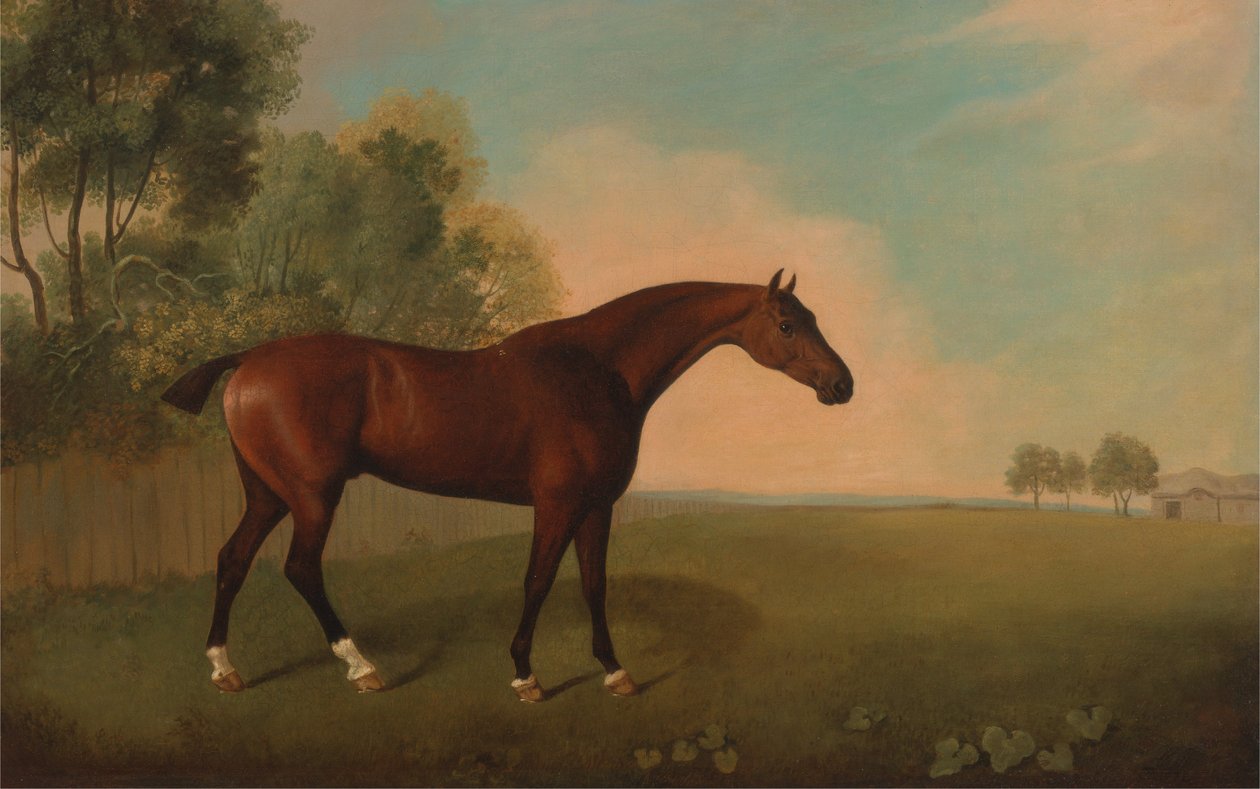 Un cavallo baio in un campo da John Boultbee