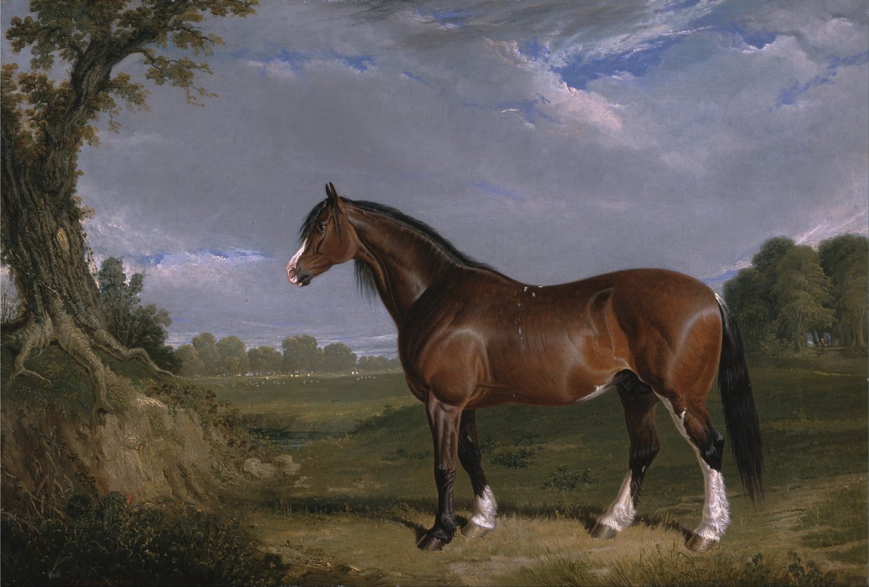 Stallone di Clydesdale da John F. Herring