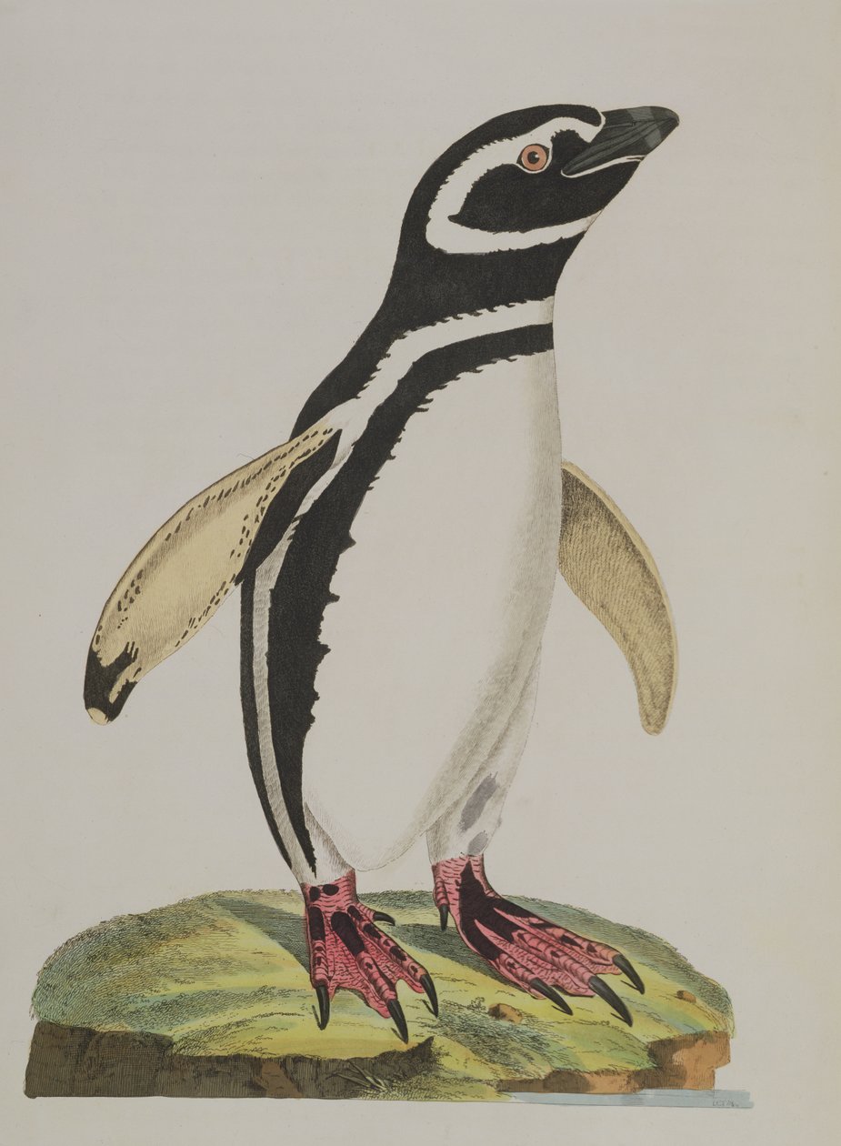 Illustrazione di un pinguino da 