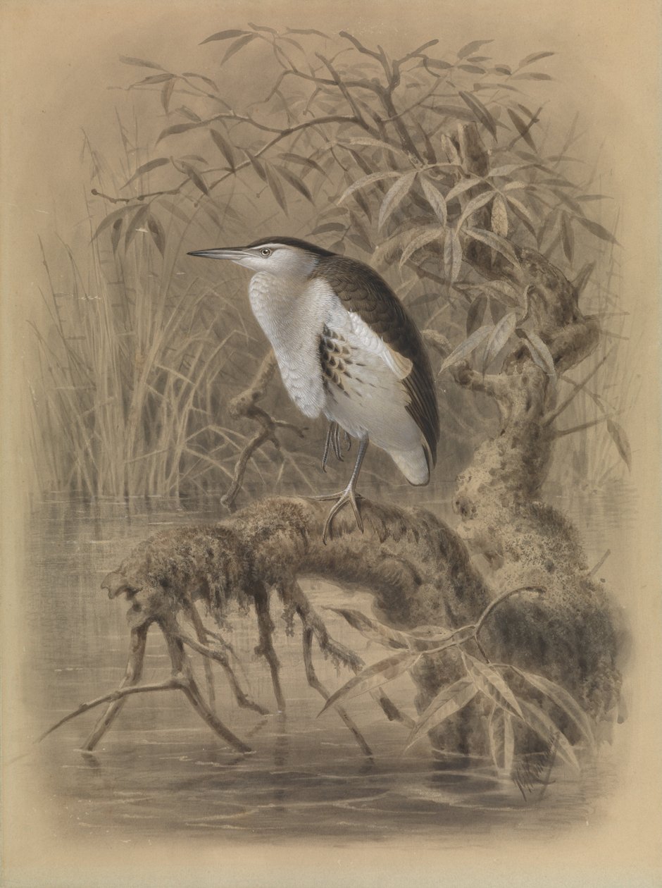 Tarabusino, Ixobrychus minutus da John Gerrard Keulemans