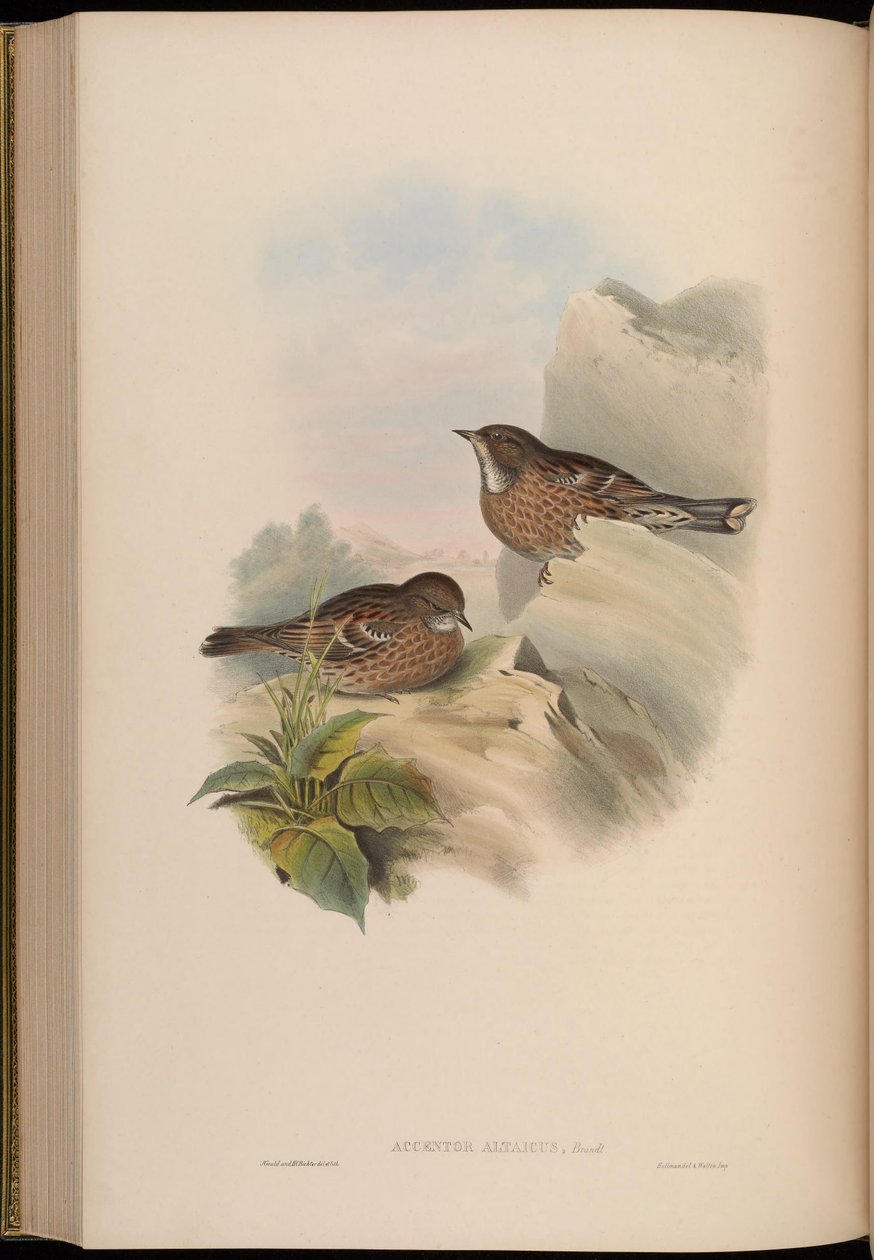 Accentor altaicus = Prunella himalayana da John Gould