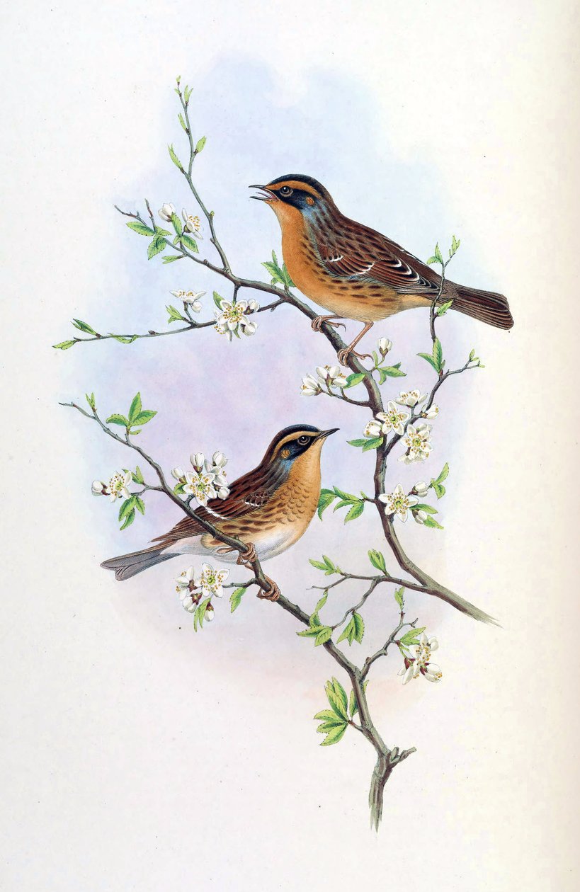 Accentor montanellus = Prunella montanella da John Gould